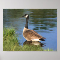 Canada Goose In Water Oil Painting