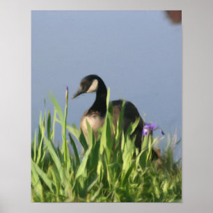 Canada Goose Irises Nature Painting Print