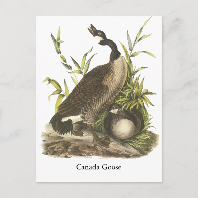 Canada Goose, John Audubon Postcard (Front)
