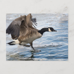 Canada goose Landing on winter lake Postcard