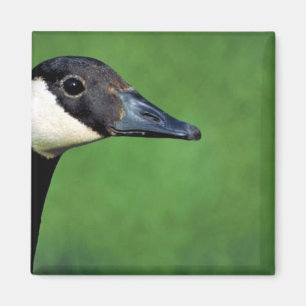 Canada goose magnet
