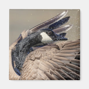 Canada Goose Magnet