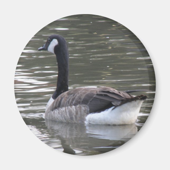 Canada Goose Magnet (Front)