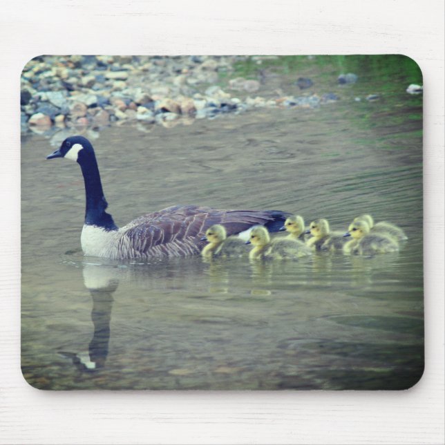 Canada Goose Mum Babies Nature  Mouse Pad (Front)