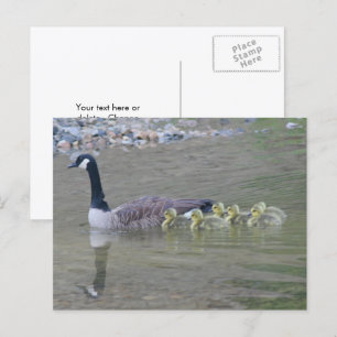 Canada Goose Mum Babies Nature Photo  Postcard