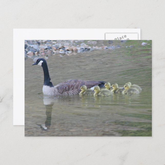 Canada Goose Mum Babies Nature Photo  Postcard (Front/Back)