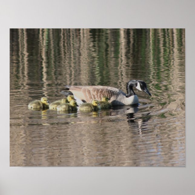 Canada Goose Mum Babies Wildlife Poster (Front)
