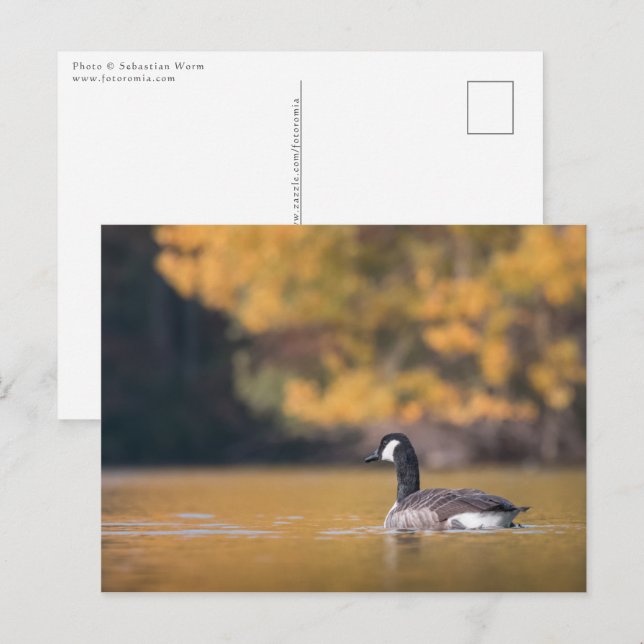 Canada Goose Nature Photo Postcard (Front/Back)