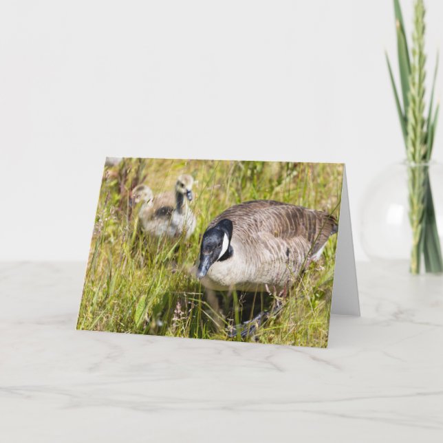 Canada Goose Note  Card (Front)
