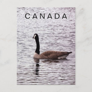 Canada Goose on Lake Postcard
