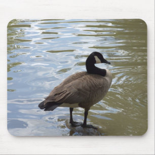 Canada Goose On Rock Mouse Pad