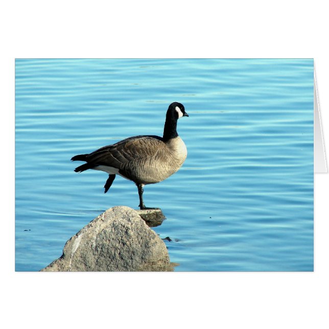 Canada Goose on Rocks (Front Horizontal)