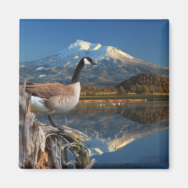 CANADA GOOSE ON THE LAKE MAGNET (Front)