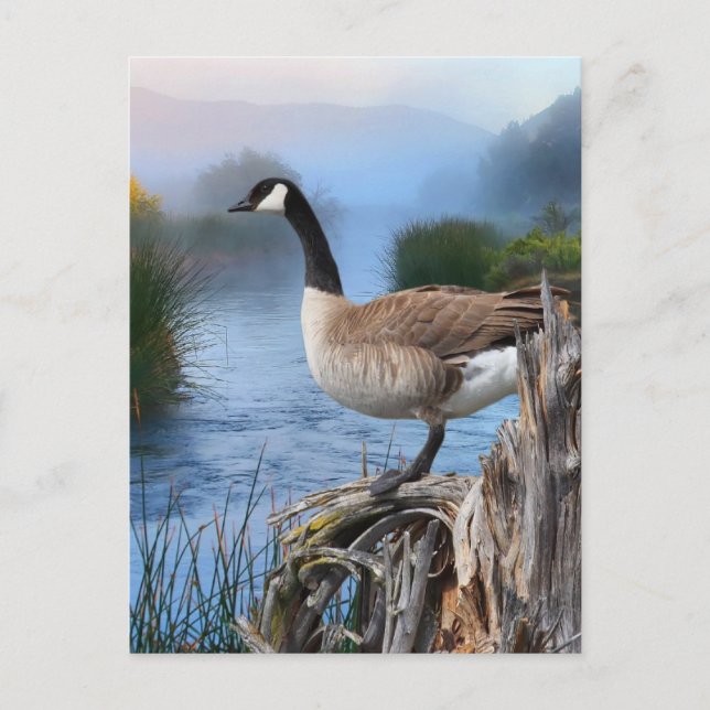 CANADA GOOSE ON THE SHASTA POSTCARD (Front)