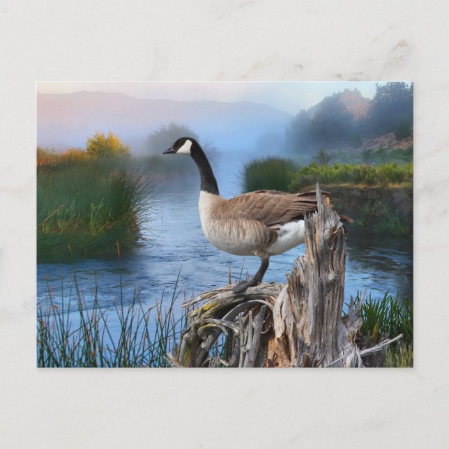 CANADA GOOSE ON THE SHASTA POSTCARD (Front)