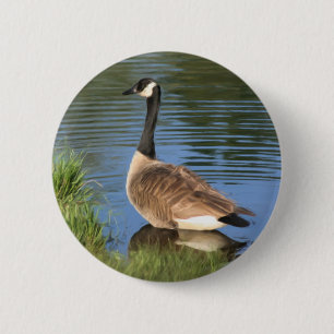 Canada Goose Painting Button