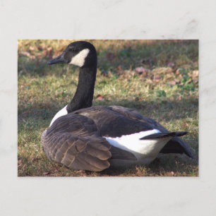 Canada Goose Photo Postcard
