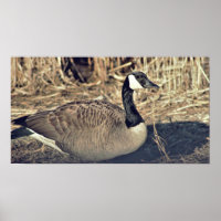 Canada Goose Photo