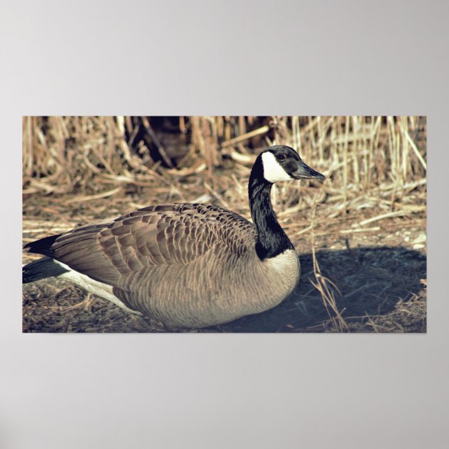 Canada Goose Photo Poster (Front)