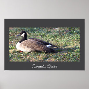 Canada Goose Photo Poster