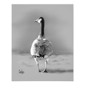 Canada Goose Photo Print