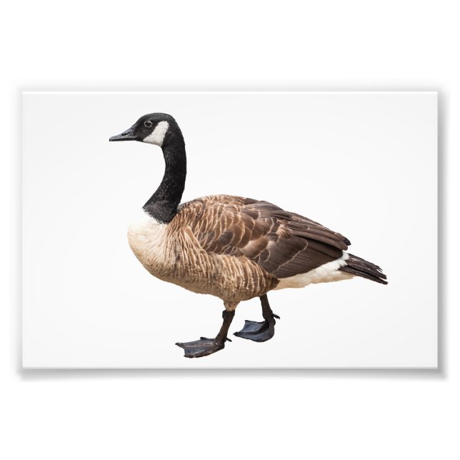 Canada Goose Photo Print (Front)