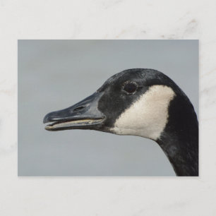 Canada Goose portrait Postcard