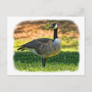 CANADA GOOSE POSTCARD