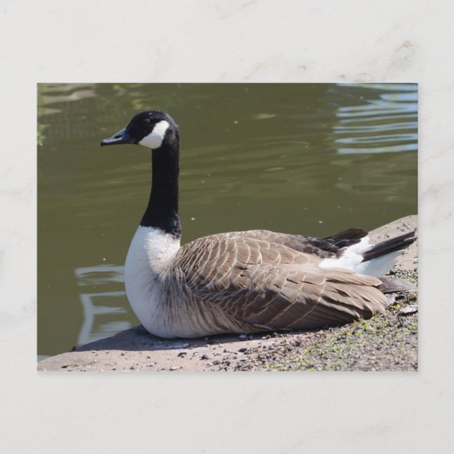 Canada Goose Postcard (Front)