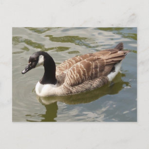 Canada Goose Postcard
