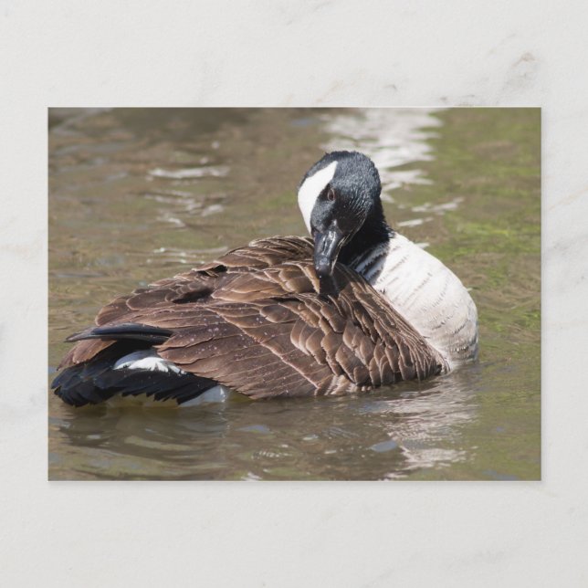 Canada Goose Postcard (Front)