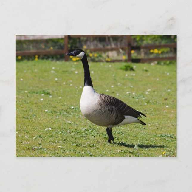Canada Goose Postcard (Front)
