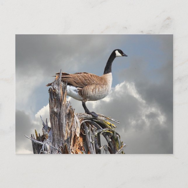 CANADA GOOSE POSTCARD (Front)