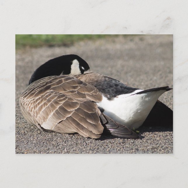 Canada Goose Postcard (Front)