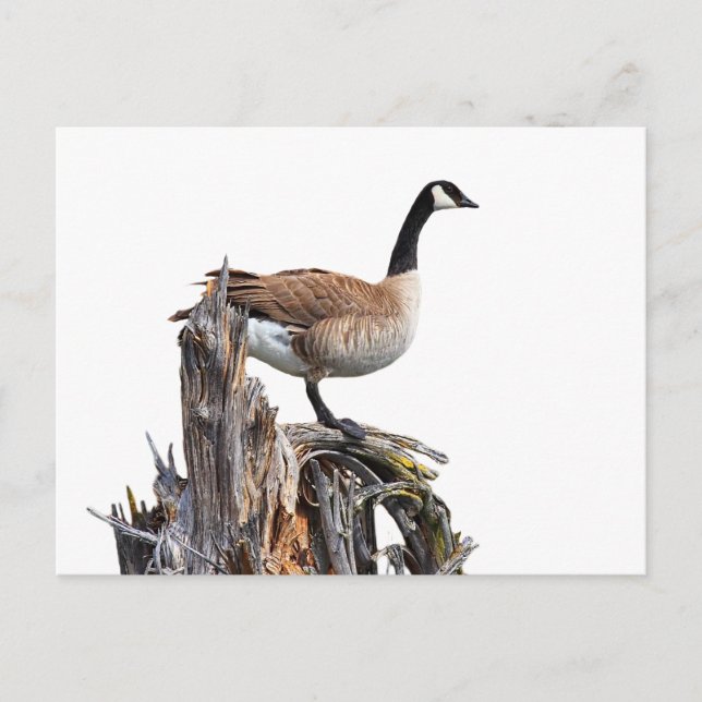 CANADA GOOSE POSTCARD (Front)
