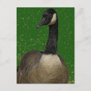Canada Goose Postcard