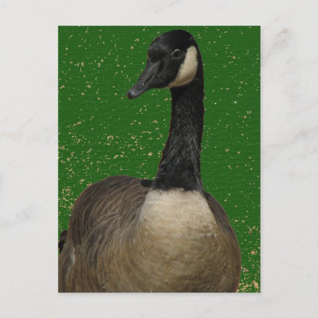 Canada Goose Postcard (Front)