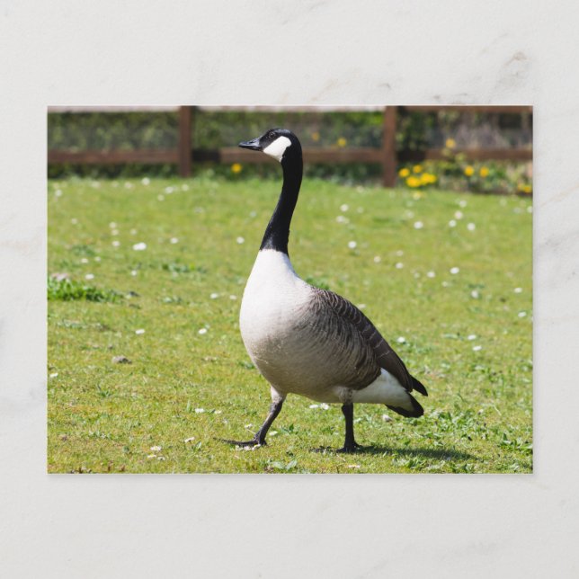 Canada Goose Postcard (Front)