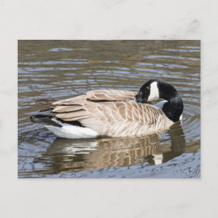 Canada Goose Postcard