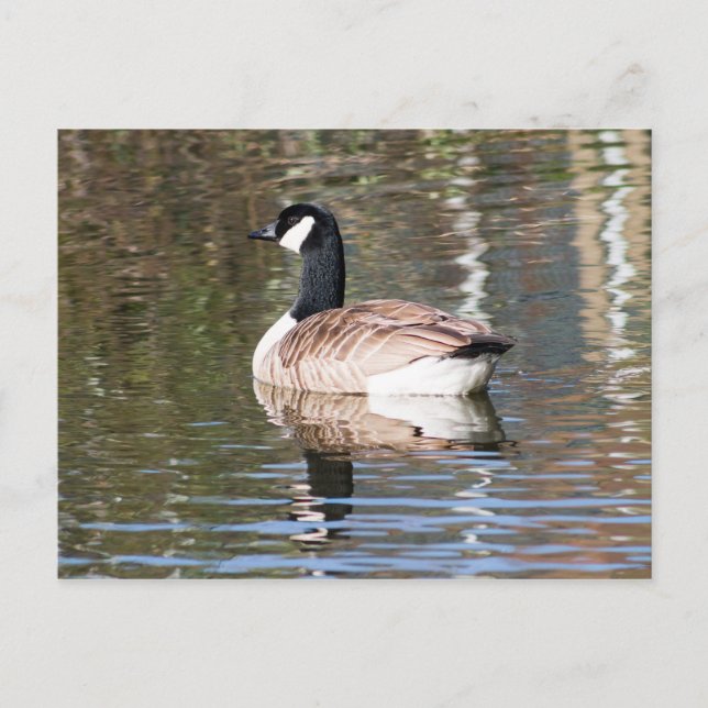 Canada Goose Postcard (Front)