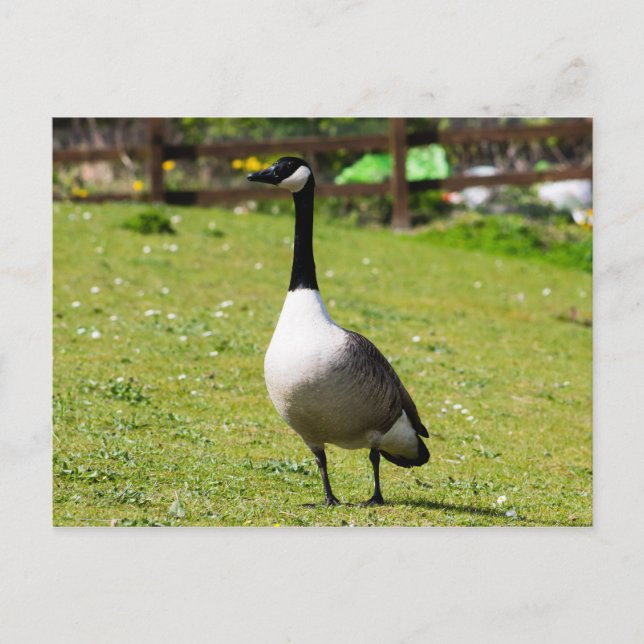 Canada Goose Postcard (Front)