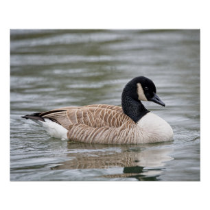 Canada goose poster