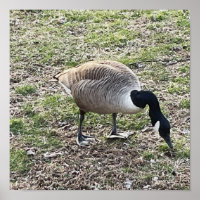 Canada Goose Poster