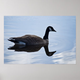 Canada Goose Poster