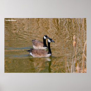 Canada Goose Poster
