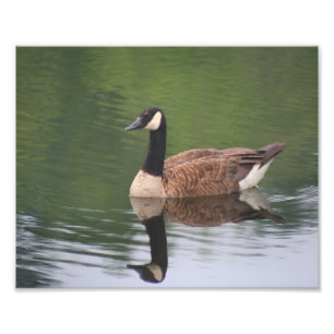 Canada Goose Reflections Nature  Photo Print