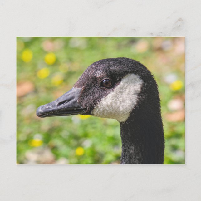Canada Goose, Roath Park Lake, Cardiff, Wales. Postcard (Front)