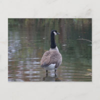 Canada Goose standing on shallow water Postcard