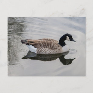 Canada Goose Swimming in vivid water Postcard