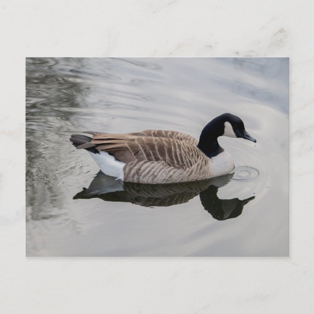 Canada Goose Swimming in vivid water Postcard (Front)